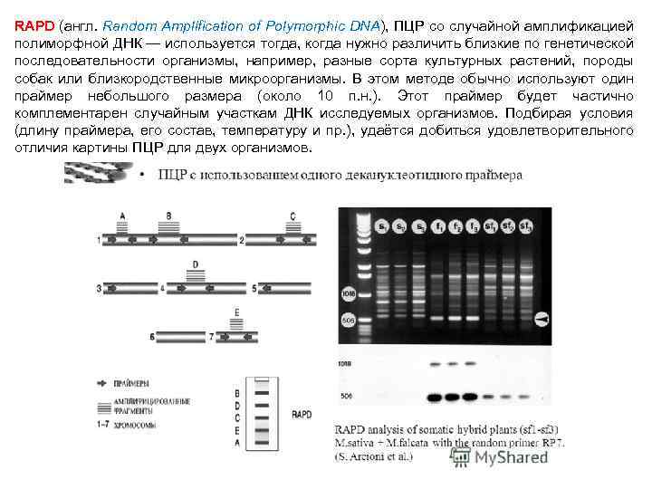 RAPD (англ. Random Amplification of Polymorphic DNA), ПЦР со случайной амплификацией полиморфной ДНК —