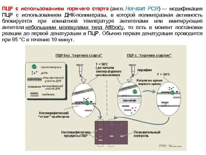 Пцр основана на