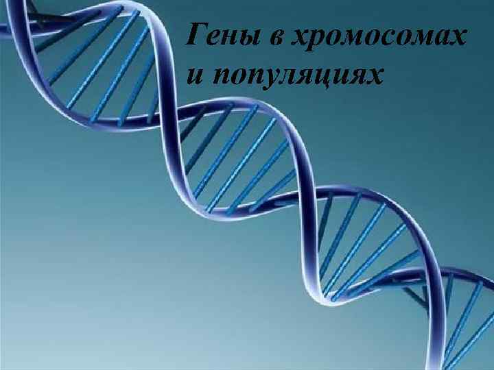 Гены в хромосомах и популяциях 