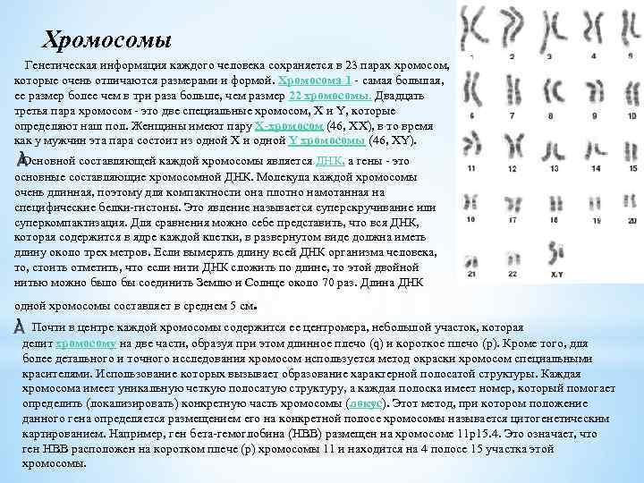 Хромосомы Генетическая информация каждого человека сохраняется в 23 парах хромосом, которые очень отличаются размерами