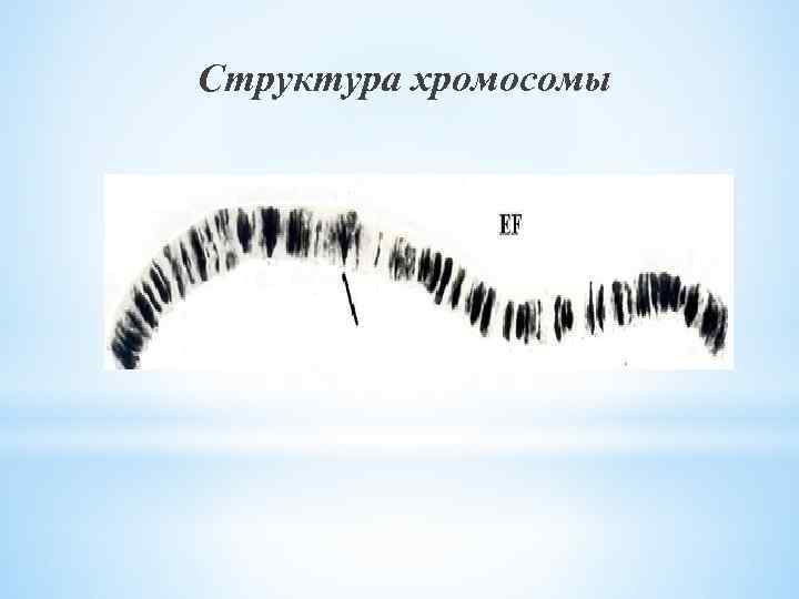 Структура хромосомы 