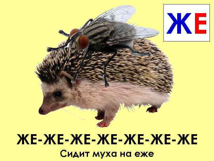 ЖЕ ЖЕ-ЖЕ-ЖЕ-ЖЕ Сидит муха на еже 
