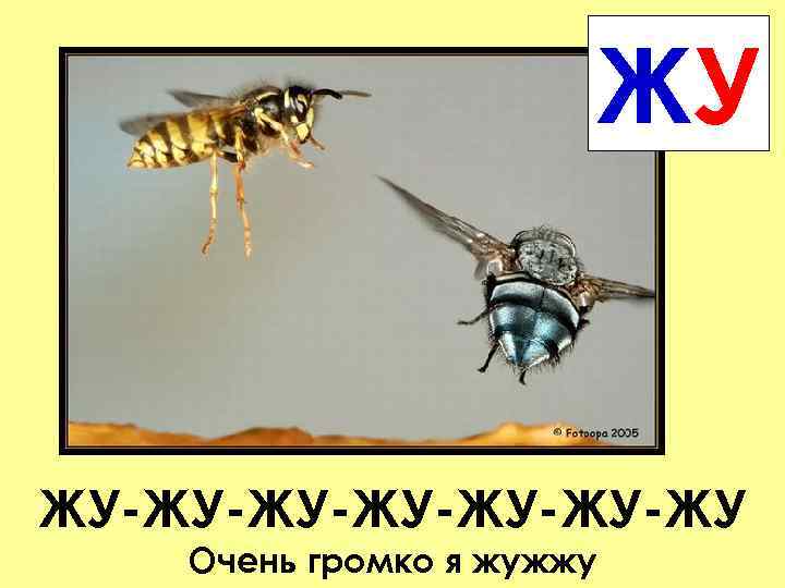 ЖУ ЖУ-ЖУ-ЖУ-ЖУ Очень громко я жужжу 