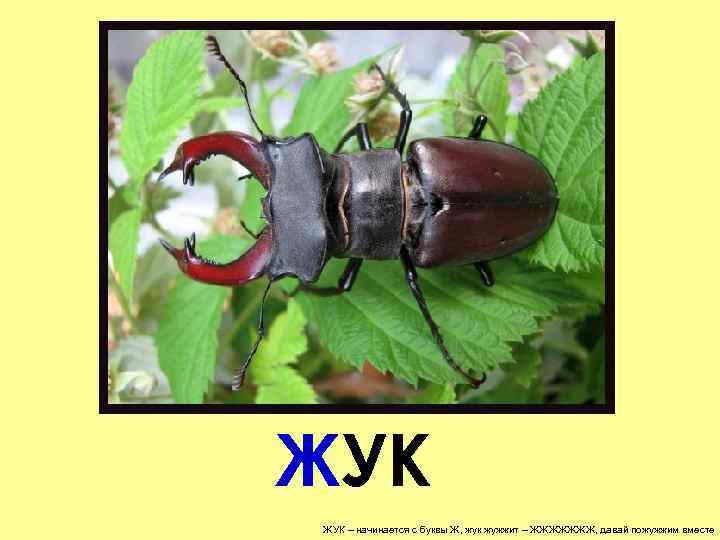 ЖУК – начинается с буквы Ж, жук жужжит – ЖЖЖЖЖЖЖ, давай пожужжим вместе 