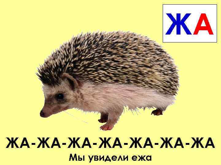 ЖА ЖА-ЖА-ЖА-ЖА Мы увидели ежа 
