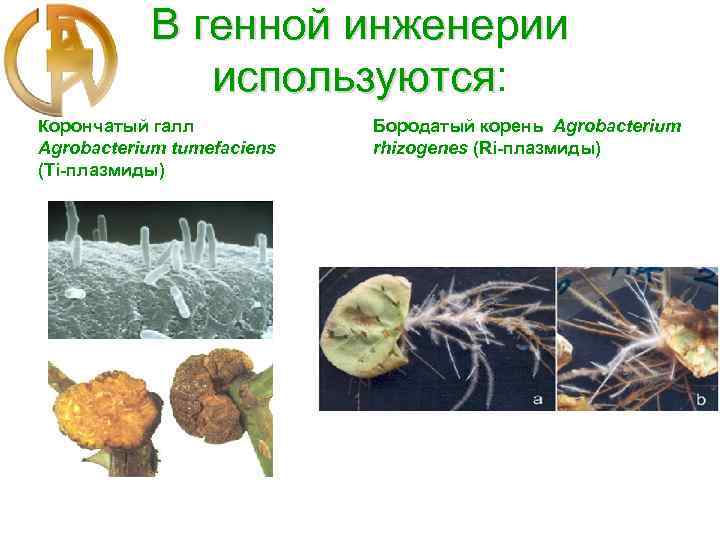 В генной инженерии используются: используются Корончатый галл Agrobacterium tumefaciens (Ti-плазмиды) Бородатый корень Agrobacterium rhizogenes