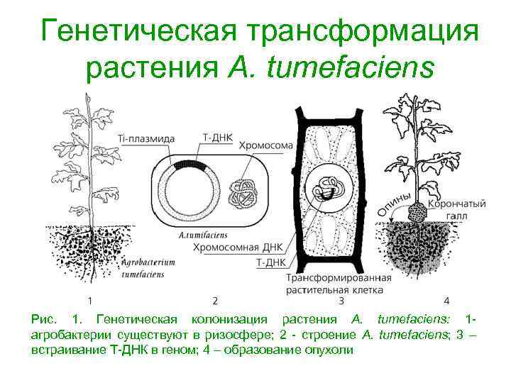  Генетическая трансформация растения A. tumefaciens Рис. 1. Генетическая колонизация растения A. tumefaciens: 1