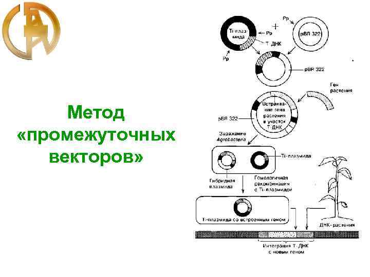 Метод «промежуточных векторов» 