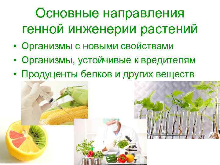 Основные направления генной инженерии растений • Организмы с новыми свойствами • Организмы, устойчивые к