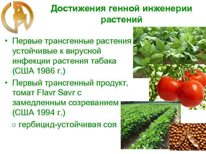 Достижения генной инженерии растений • Первые трансгенные растения устойчивые к вирусной инфекции растения табака