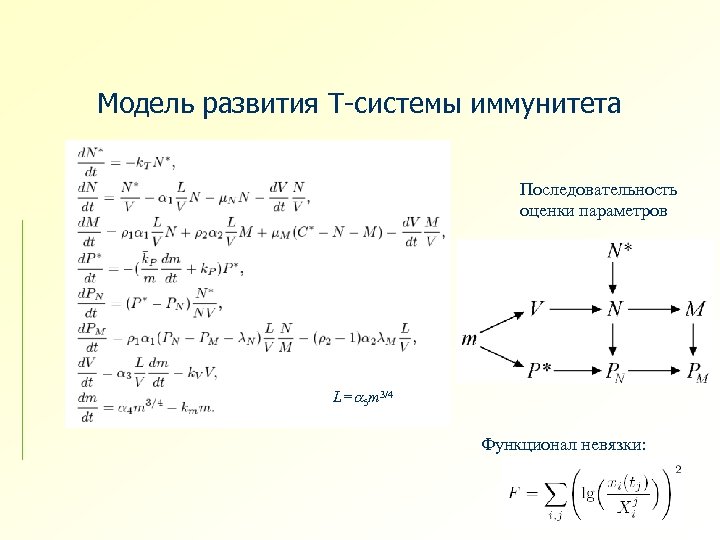 Модель развития Т-системы иммунитета Последовательность оценки параметров L= 5 m 3/4 Функционал невязки: 