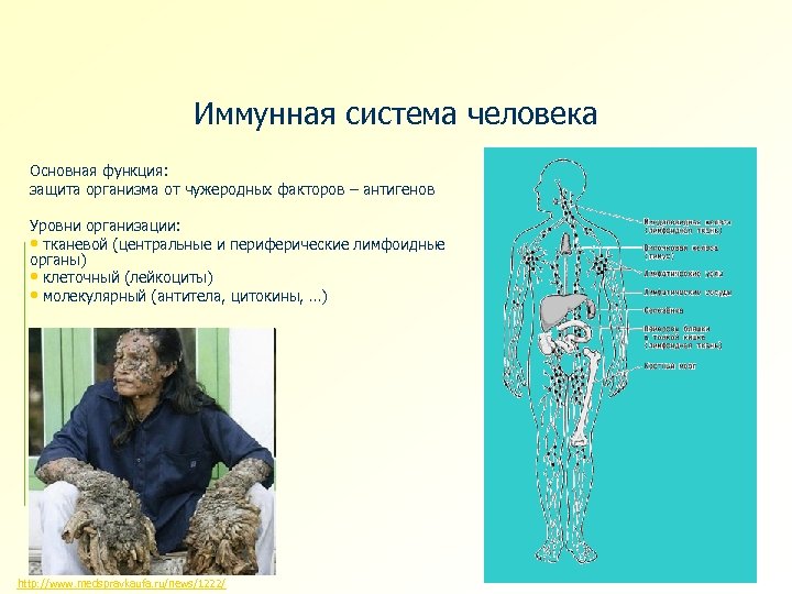 Иммунная система человека Основная функция: защита организма от чужеродных факторов – антигенов Уровни организации: