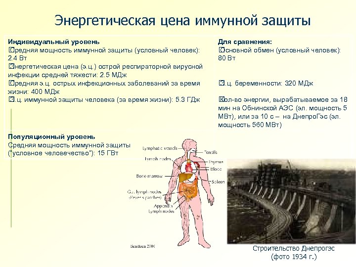 Энергетическая цена иммунной защиты Индивидуальный уровень Средняя мощность иммунной защиты (условный человек): 2. 4