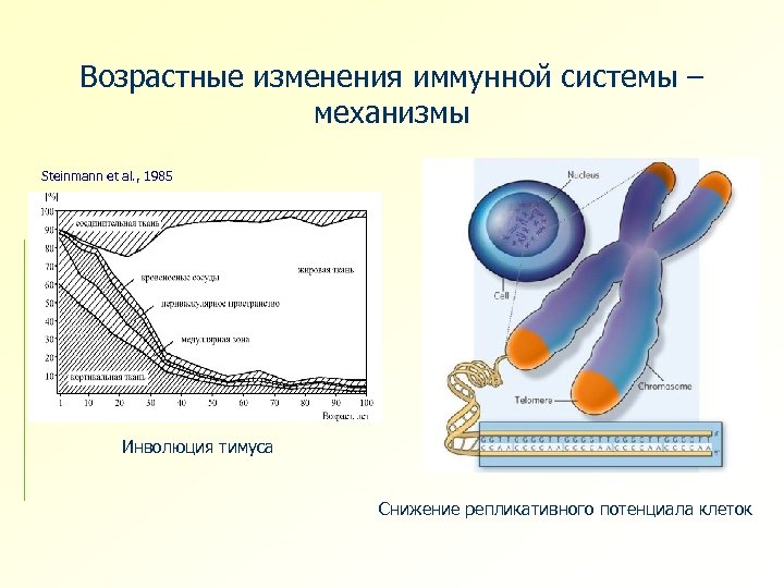 Возрастные изменения иммунной системы – механизмы Steinmann et al. , 1985 Инволюция тимуса Снижение