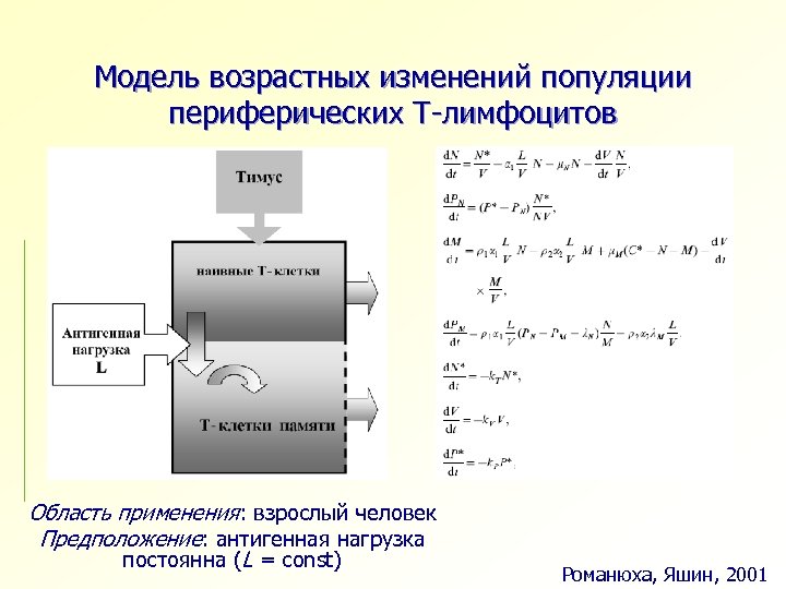 Модель возрастных изменений популяции периферических Т-лимфоцитов Область применения: взрослый человек Предположение: антигенная нагрузка постоянна