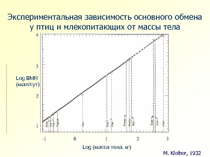 Экспериментальная зависимость основного обмена у птиц и млекопитающих от массы тела 4 3 Log