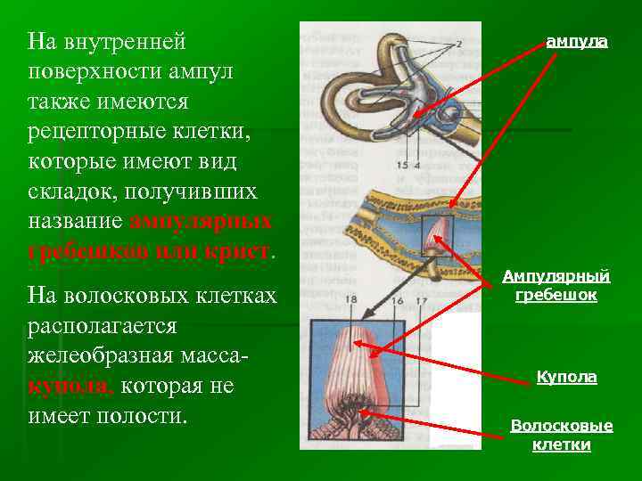 Проект вестибулярный аппарат