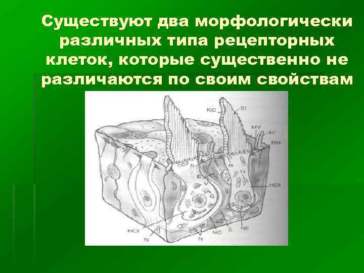 Существуют два морфологически различных типа рецепторных клеток, которые существенно не различаются по своим свойствам