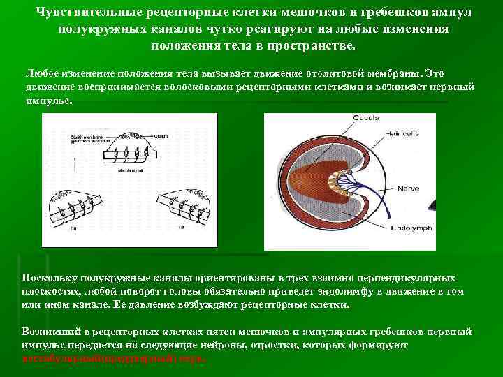 Чувствительные рецепторные клетки мешочков и гребешков ампул полукружных каналов чутко реагируют на любые изменения