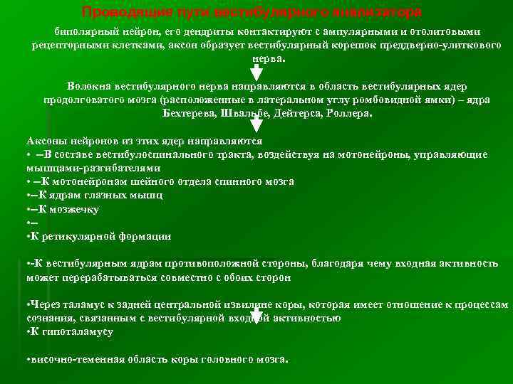 Проводящие пути вестибулярного анализатора биполярный нейрон, его дендриты контактируют с ампулярными и отолитовыми рецепторными