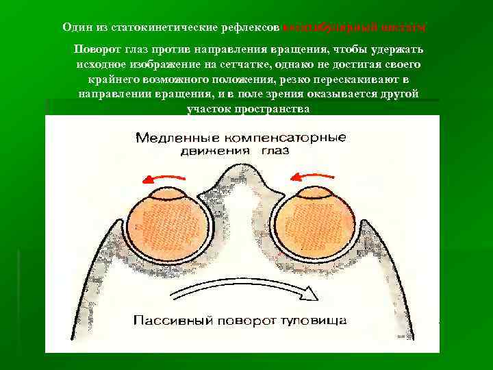 Один из статокинетические рефлексов веситибулярный нистагм Поворот глаз против направления вращения, чтобы удержать исходное