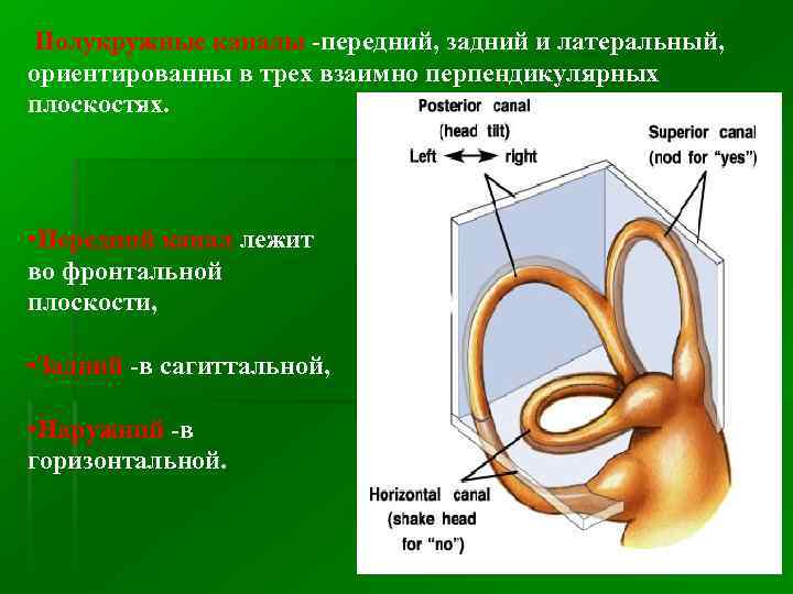 Три полукружных канала в ухе. Полукружные каналы внутреннего уха. Полукружные каналы передний задний. Латеральный полукружный канал. Функции полукружных канальцев.