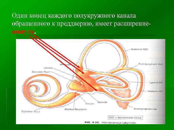 Один конец каждого полукружного канала обращенного к преддверию, имеет расширениеампулу. 
