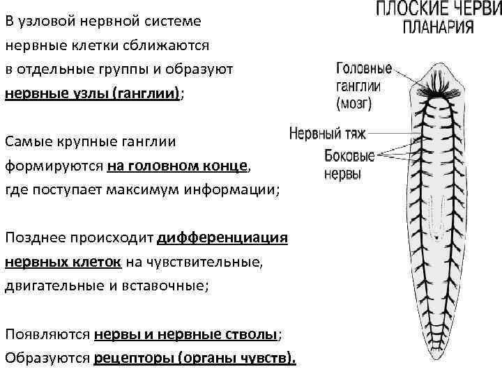 В узловой нервной системе нервные клетки сближаются в отдельные группы и образуют нервные узлы