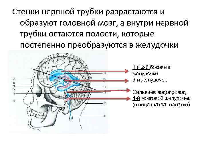 Стенки нервной трубки разрастаются и образуют головной мозг, а внутри нервной трубки остаются полости,