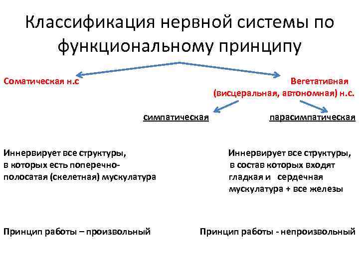 Схема классификации нервной системы