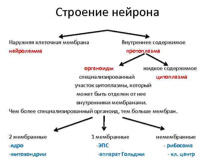 Строение нейрона Наружняя клеточная мембрана нейролемма Внутреннее содержимое протоплазма органоиды жидкое содержимое специализированный цитоплазма