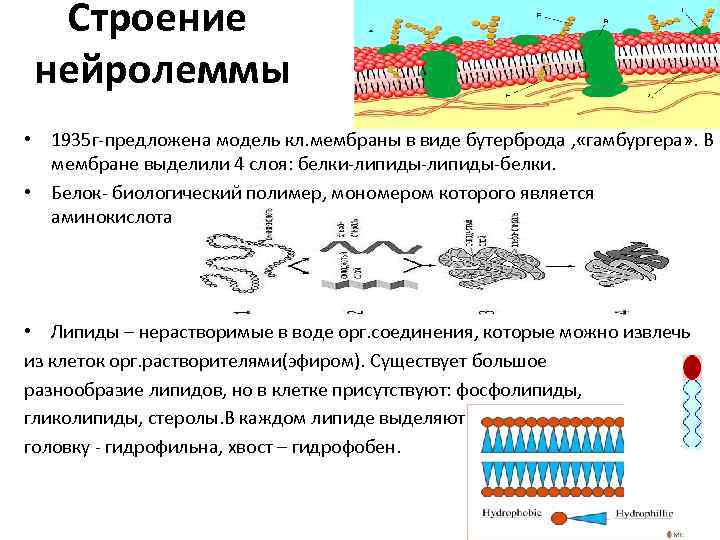 Строение нейролеммы • 1935 г-предложена модель кл. мембраны в виде бутерброда , «гамбургера» .