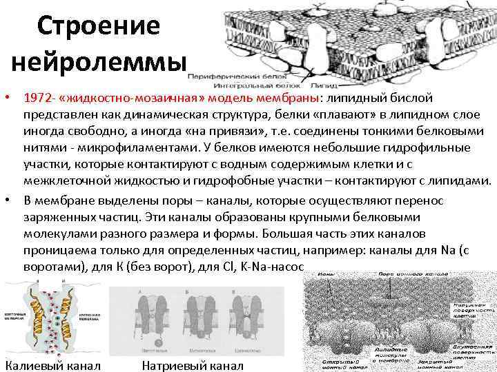 Строение нейролеммы • 1972 - «жидкостно-мозаичная» модель мембраны: липидный бислой представлен как динамическая структура,