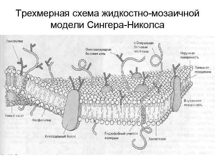 Модель мембраны клетки. Модель мембраны Сингера Николсона. Жидкостно-мозаичная модель биологической мембраны. Жидкостно-мозаичная модель строения мембраны (Сингер, Николсон, 1972);. Жидкостно-мозаичная модель мембраны Сингера.