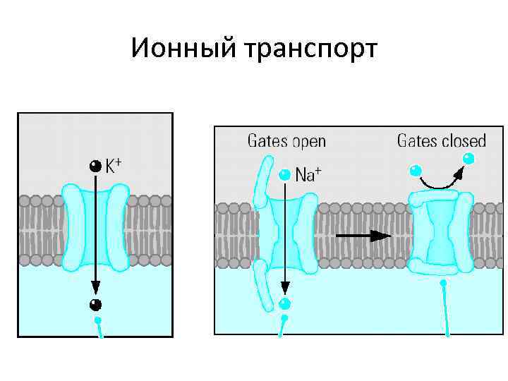 Ионный транспорт 