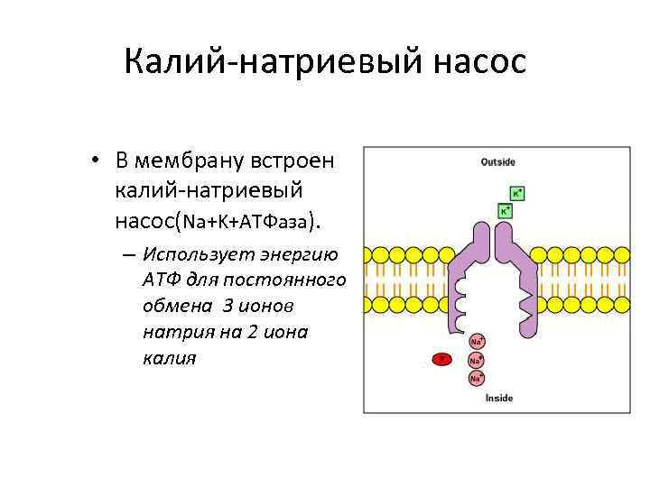 Калий-натриевый насос • В мембрану встроен калий-натриевый насос(Na+K+ATФaза). – Использует энергию ATФ для постоянного