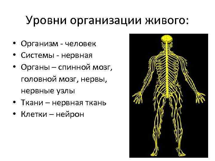 Уровни организации живого: • Организм - человек • Системы - нервная • Органы –