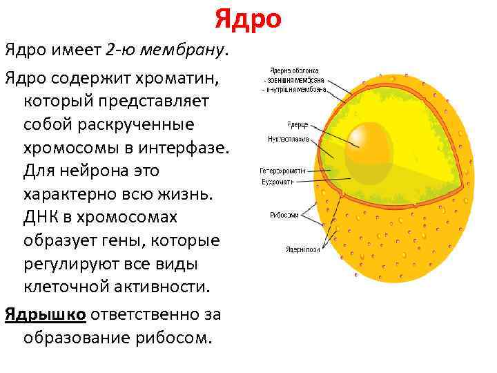 Ядро имеет 2 -ю мембрану. Ядро содержит хроматин, который представляет собой раскрученные хромосомы в