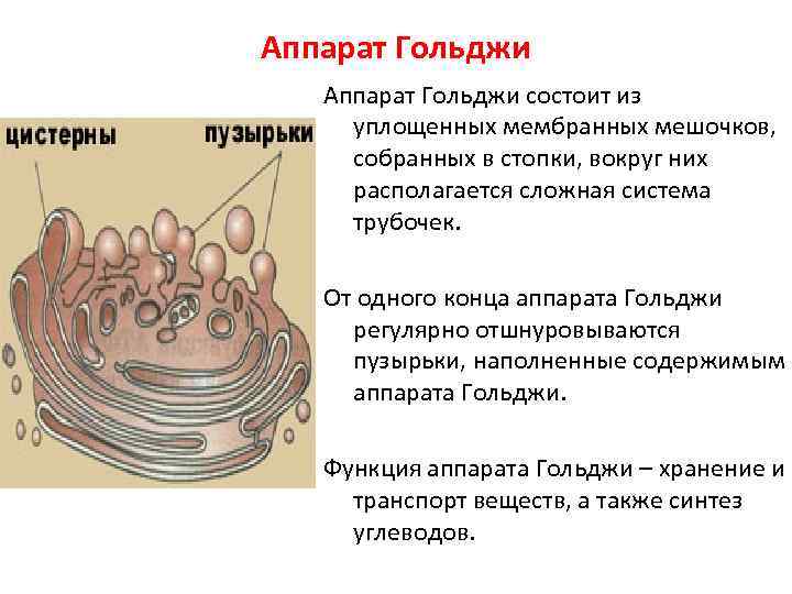 Аппарат Гольджи состоит из уплощенных мембранных мешочков, собранных в стопки, вокруг них располагается сложная