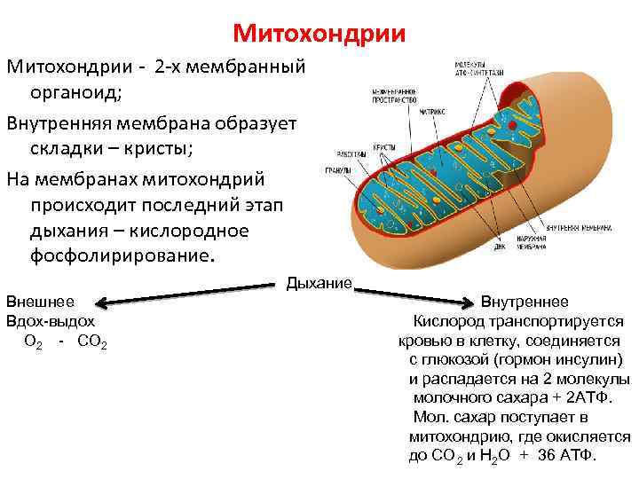 Митохондрии - 2 -х мембранный органоид; Внутренняя мембрана образует складки – кристы; На мембранах