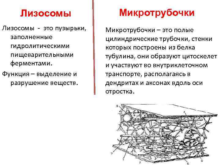 Лизосомы - это пузырьки, заполненные гидролитическими пищеварительными ферментами. Функция – выделение и разрушение веществ.