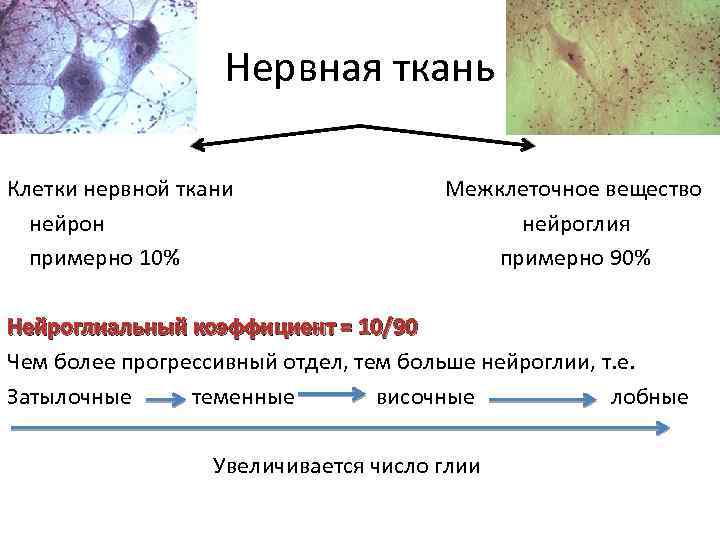 Нервная ткань Клетки нервной ткани нейрон примерно 10% Межклеточное вещество нейроглия примерно 90% Нейроглиальный