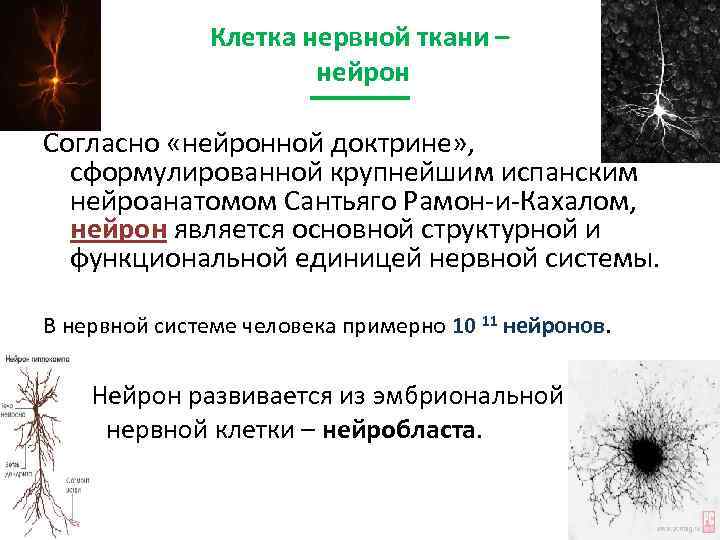 Клетка нервной ткани – нейрон Согласно «нейронной доктрине» , сформулированной крупнейшим испанским нейроанатомом Сантьяго