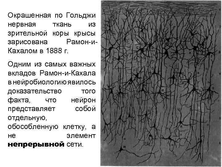 Окрашенная по Гольджи нервная ткань из зрительной коры крысы зарисована Рамон-и. Кахалом в 1888