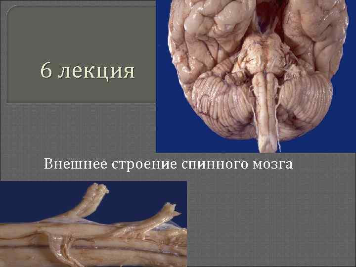 6 лекция Внешнее строение спинного мозга 
