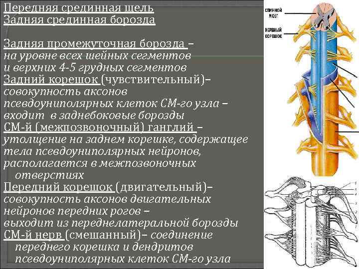 Передняя срединная щель Задняя срединная борозда Задняя промежуточная борозда – на уровне всех шейных