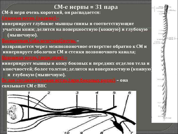 СМ-е нервы = 31 пара СМ-й нерв очень короткий, он распадается: Спинная ветвь (задняя)