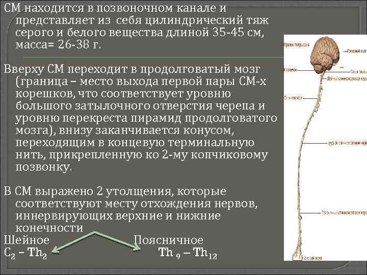 СМ находится в позвоночном канале и представляет из себя цилиндрический тяж серого и белого