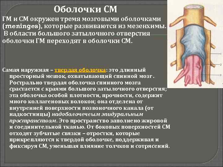 Оболочки СМ ГМ и СМ окружен тремя мозговыми оболочками (meninges), которые развиваются из мезенхимы.