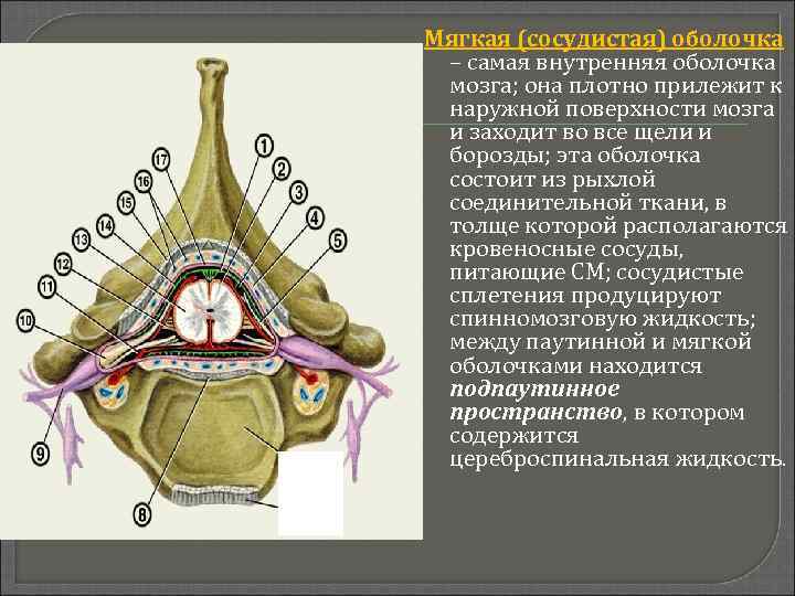 Мягкая (сосудистая) оболочка – самая внутренняя оболочка мозга; она плотно прилежит к наружной поверхности